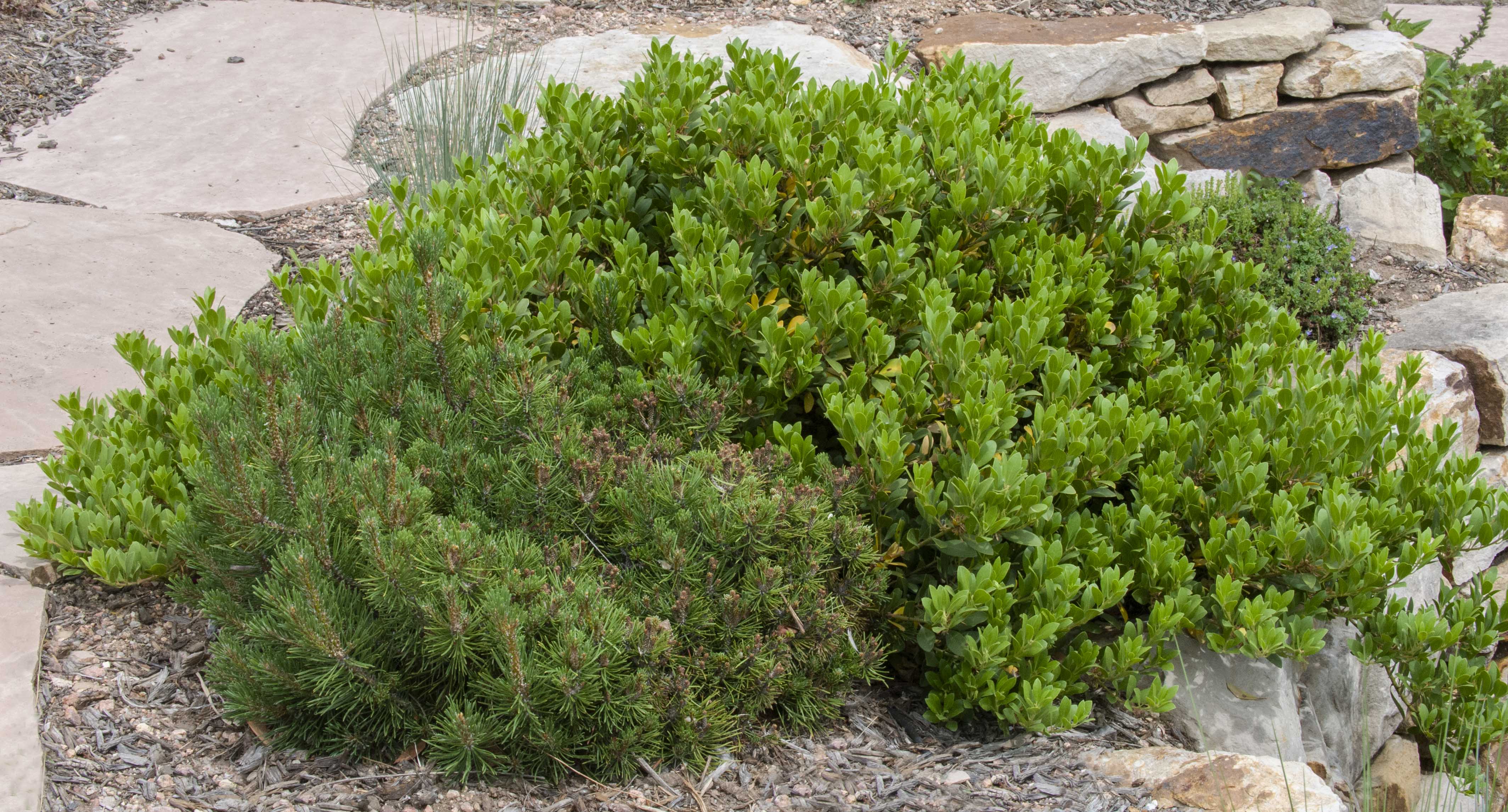 アガベ wild.color_plants Chieftain Manzanita (Arctostaphylos x coloradensis